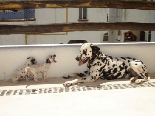 LUCAS CON SUS DOS CACHORROS..